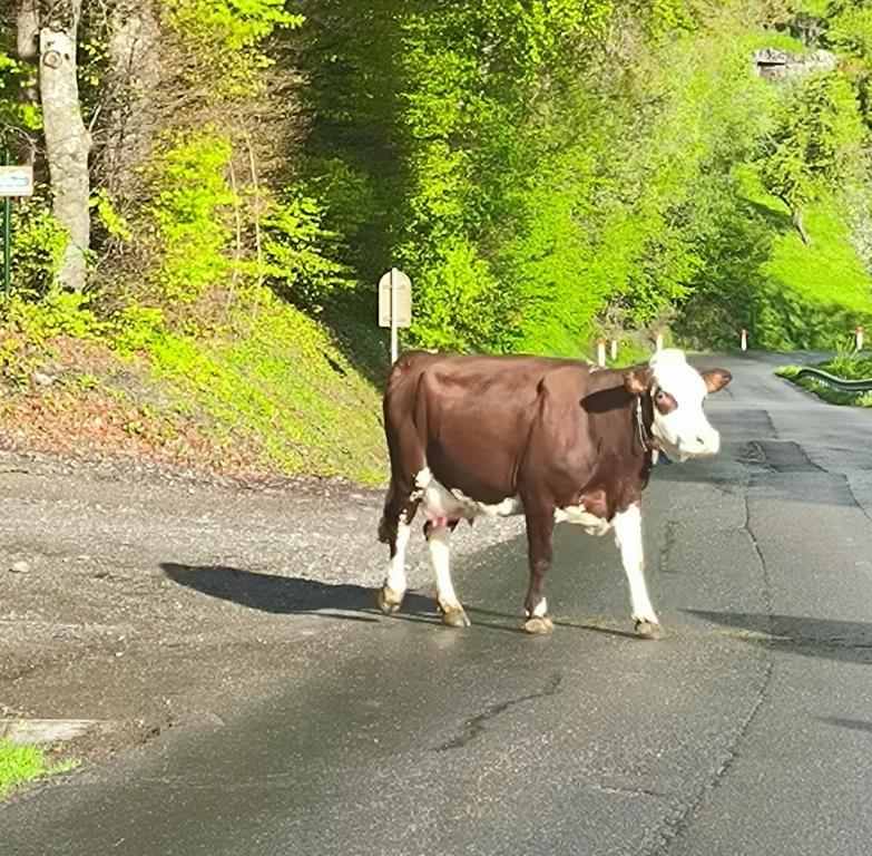 A Cordon entre Bois et Nature appartement pied des pistes 16
