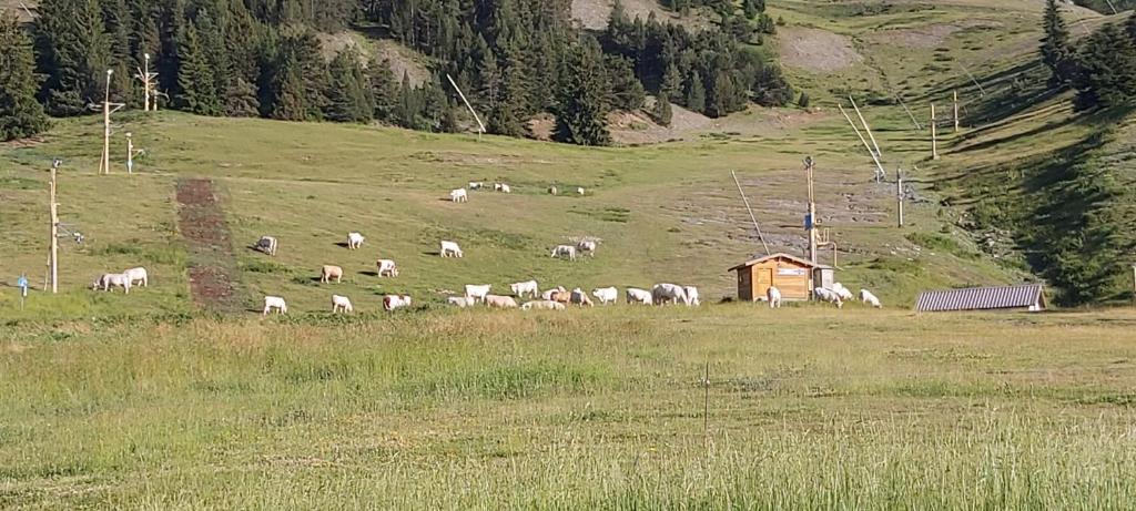 Ideal pour les vacances appartement pied des pistes 11